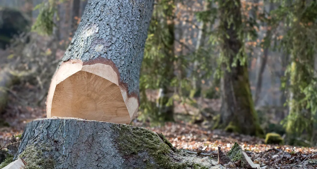 Arbre abattu dans une forêt