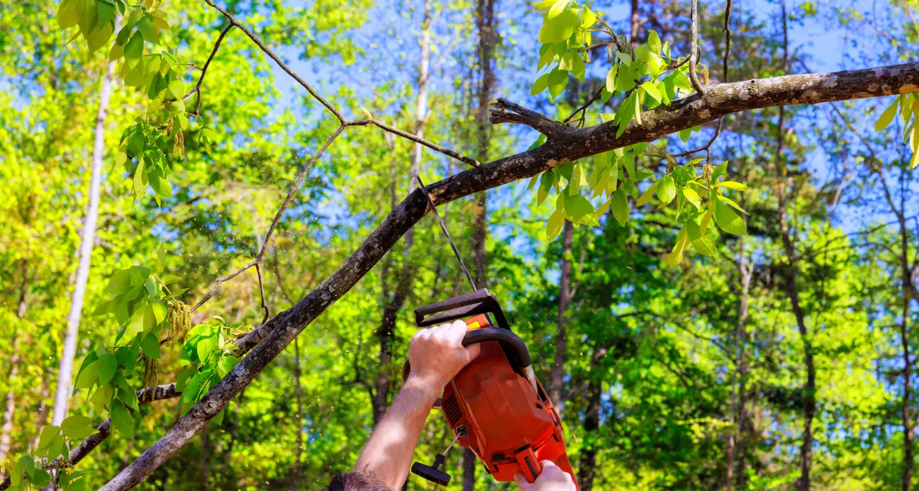 Homme utilisant une tronçonneuse pour couper une branche