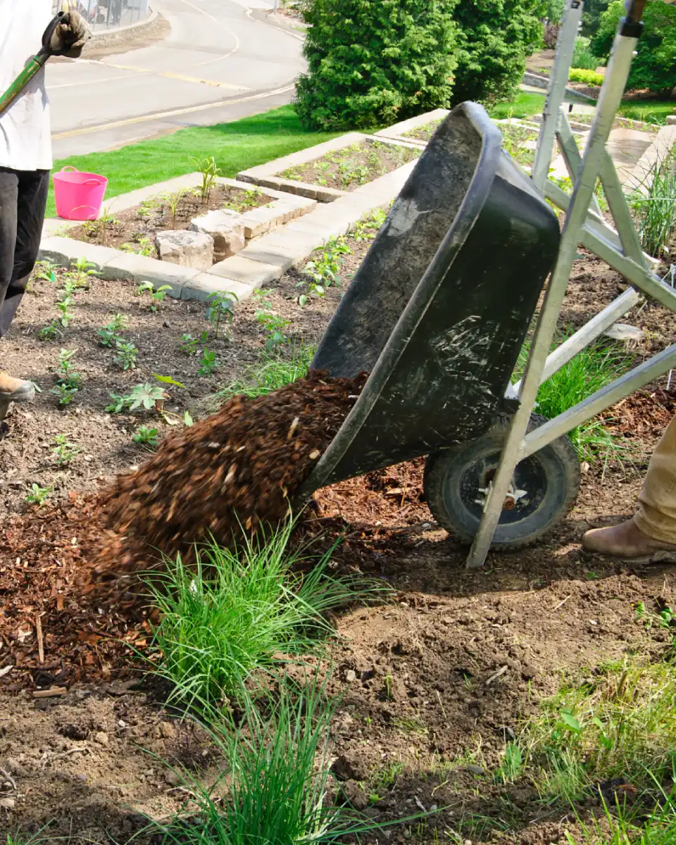 Personne versant du paillis dans un jardin